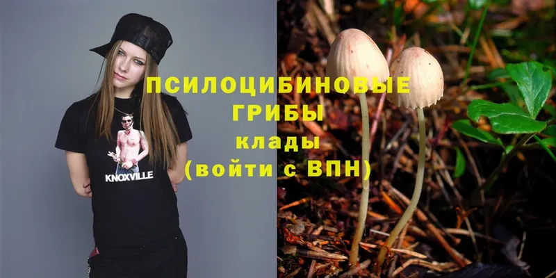 Псилоцибиновые грибы Psilocybe  Новосиль 